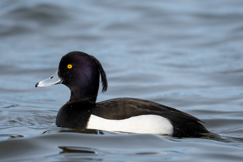 Tufted Duck