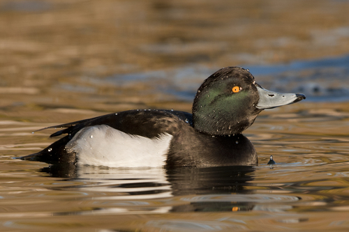 Tufted Duck