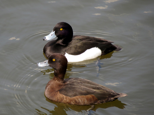 Tufted Duck
