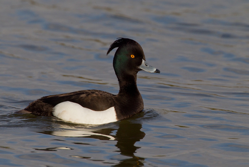 Tufted Duck