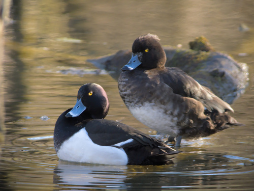 Tufted Duck