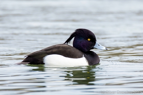 Tufted Duck