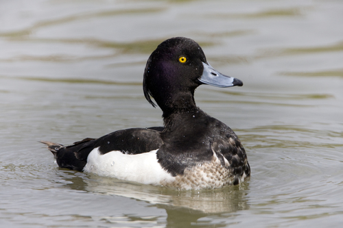 Tufted Duck