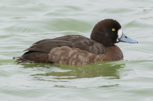 Greater Scaup