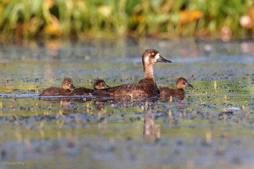 Greater Scaup