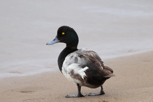 Greater Scaup