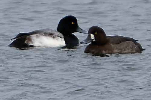 Greater Scaup