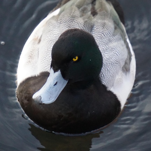 Greater Scaup