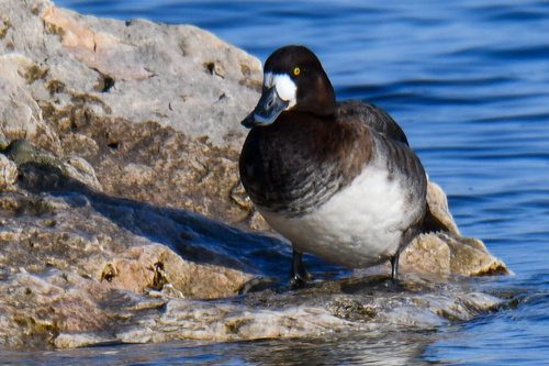 Greater Scaup