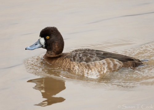 Lesser Scaup