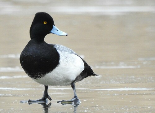 Lesser Scaup