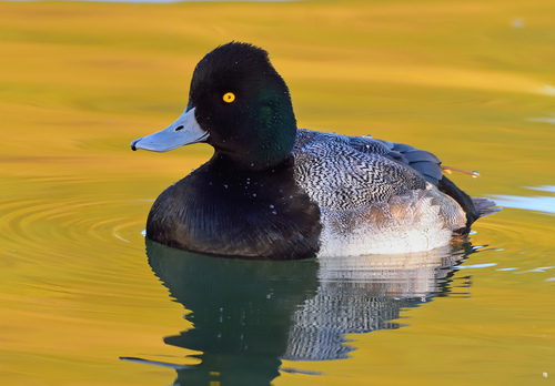 Lesser Scaup
