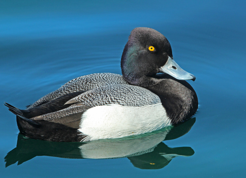 Lesser Scaup