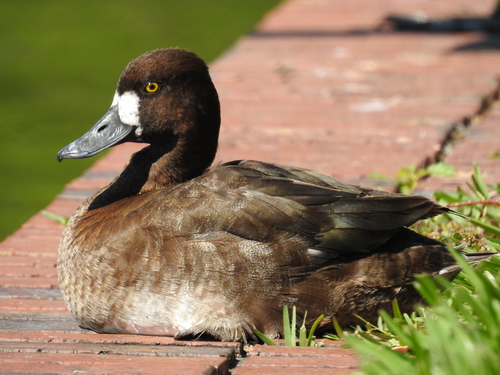 Lesser Scaup