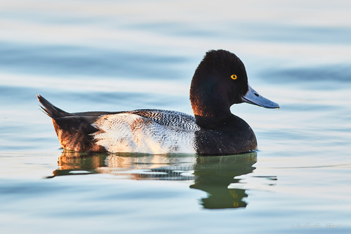 Lesser Scaup