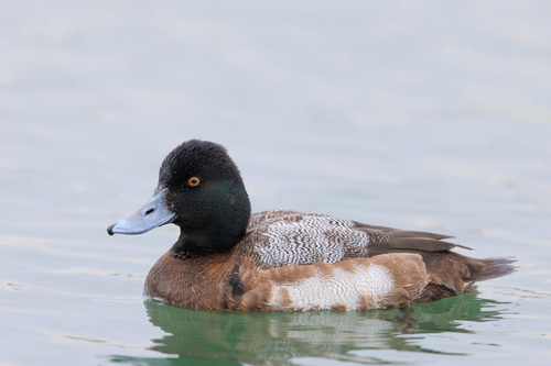 Lesser Scaup