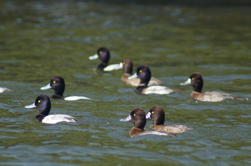 Lesser Scaup