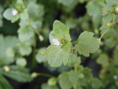 Pink Ivy-leaved Speedwell