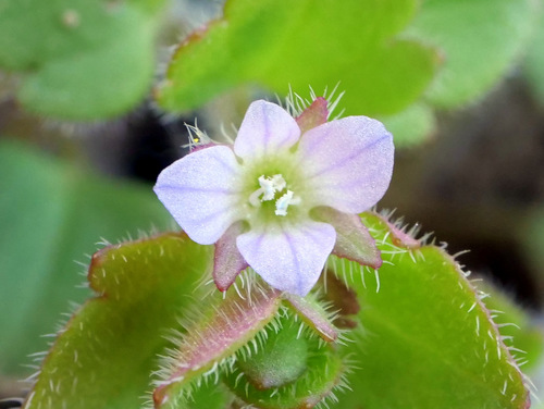 Pink Ivy-leaved Speedwell