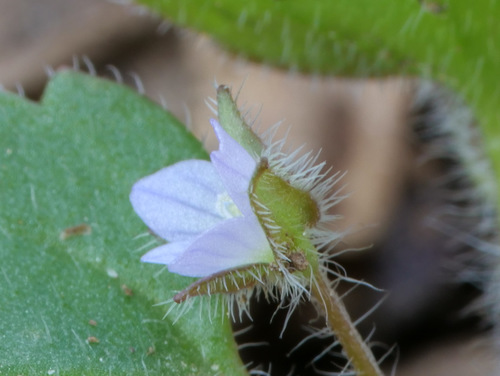 Pink Ivy-leaved Speedwell