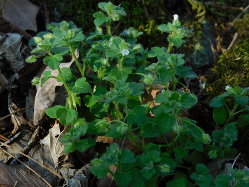 Pink Ivy-leaved Speedwell