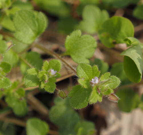 Pink Ivy-leaved Speedwell