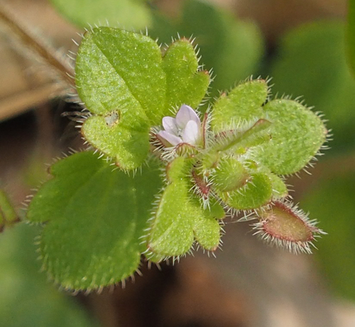 Pink Ivy-leaved Speedwell