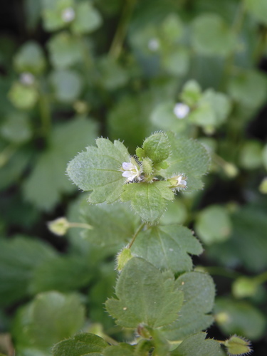 Pink Ivy-leaved Speedwell