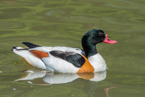 Common Shelduck