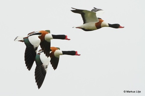 Common Shelduck