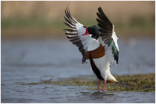 Common Shelduck