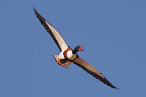 Common Shelduck
