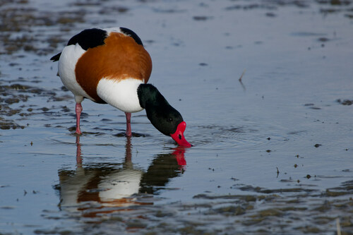 Common Shelduck