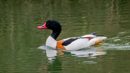 Common Shelduck