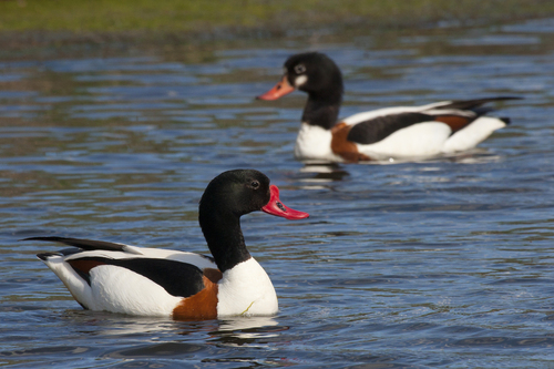 Common Shelduck