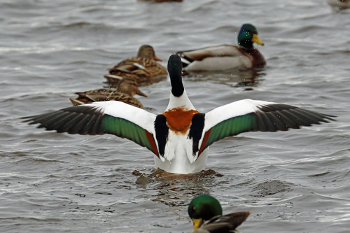 Common Shelduck