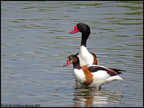 Common Shelduck
