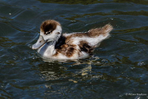 Common Shelduck