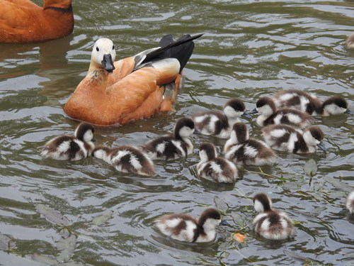 Ruddy Shelduck