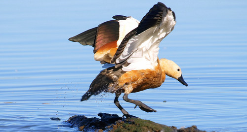 Ruddy Shelduck