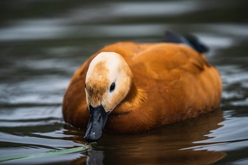 Ruddy Shelduck