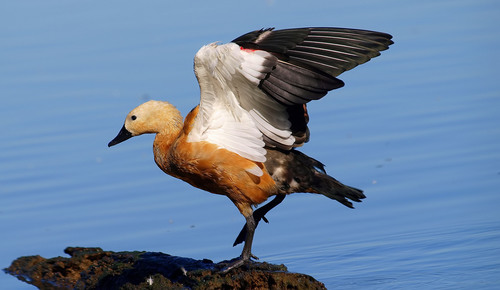 Ruddy Shelduck