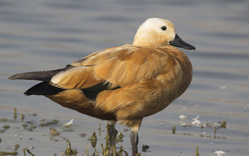 Ruddy Shelduck