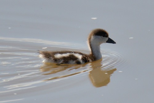 Ruddy Shelduck
