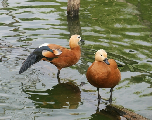 Ruddy Shelduck
