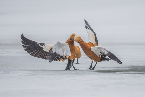 Ruddy Shelduck