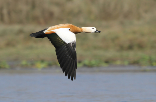 Ruddy Shelduck