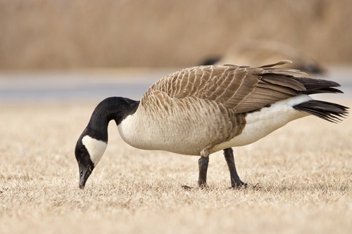 Canada Goose