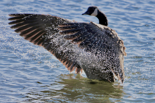 Canada Goose