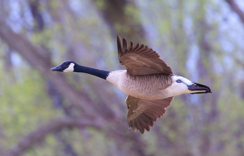 Canada Goose